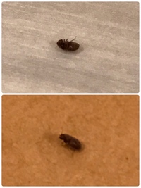 虫画像注意これはゴキブリの赤ちゃんですか 検索すると黒に白の縞があった Yahoo 知恵袋