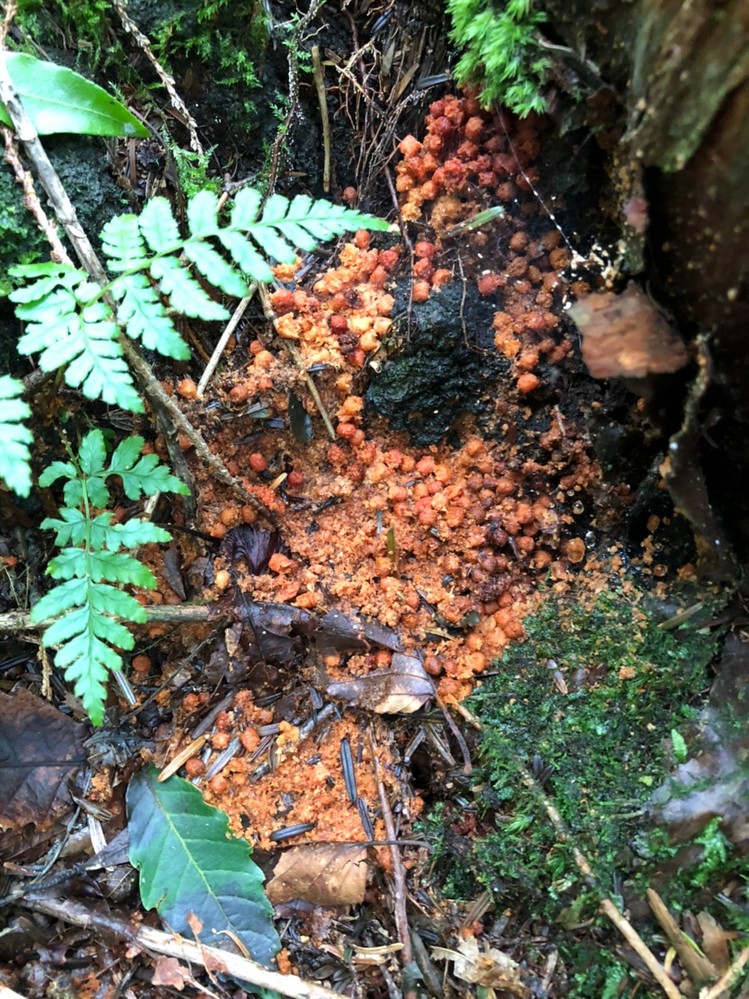 樹海探検ツアーの際に見つけました これがなんだか分かる方いますか ツアー Yahoo 知恵袋