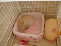 犬の腰ふりについて３ヶ月半のポメラニアン オス を飼っています Yahoo 知恵袋