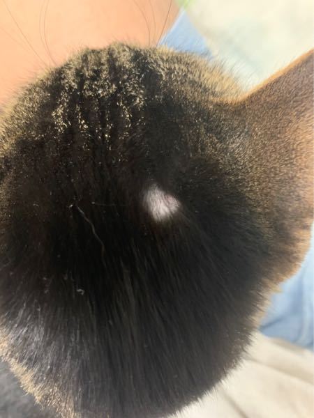 飼ってる猫の頭頂部に突然円形ハゲができました。 - 何かの病気でしょ 
