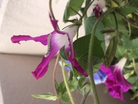 自宅のマンションのベランダで朝顔を育てていますが ついた種の Yahoo 知恵袋