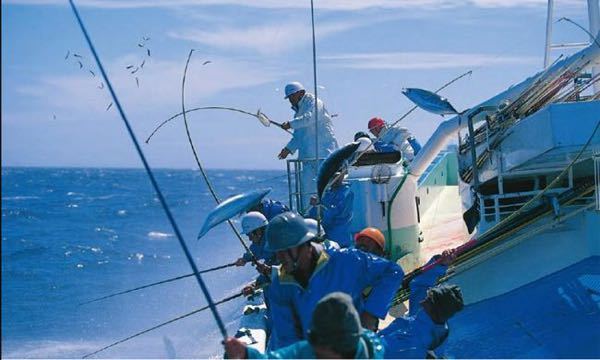 カツオの一本釣りの謎 釣っては投げて の繰り返しに見えますが なぜ Yahoo 知恵袋