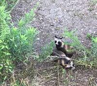 都内23某所にいたのですが コレはたぬきですか 威嚇してきまし Yahoo 知恵袋