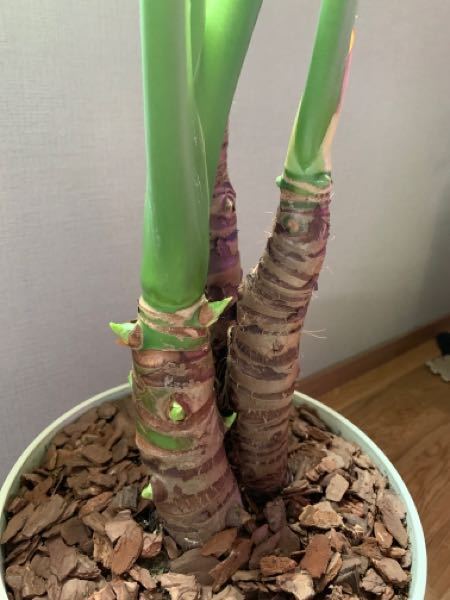 クワズイモのいもの部分から芽がいくつも、鬼のツノのように出