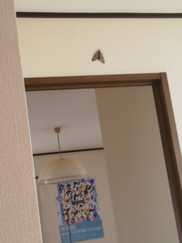 家の壁にマイマイガが朝から張り付いています 卵を産み付けられた Yahoo 知恵袋