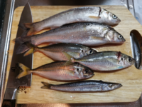 川でウグイやカワムツの夜釣りをするのはどうでしょうか 明け方や Yahoo 知恵袋