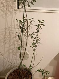 オリーブの木ですが、葉が生えていない枝が複数あります。通販で オリーブの木ですが、葉が生えていない枝が複数あります。通販で