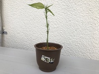 挿し木できない植物はありますか 何ですか 竹ですら出来るとか聞 Yahoo 知恵袋