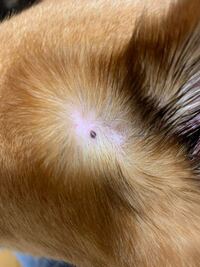 犬のイボについての質問です どなたか教えてください １４ Yahoo 知恵袋