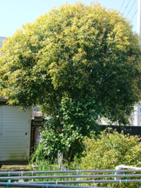 溺れる犬は石もて打て という言葉の意味を教えてください 出典もあわせてお Yahoo 知恵袋