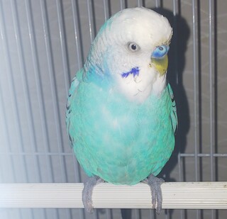 セキセイインコ オパーリンブルー の体重先程測ったのですが 60グラム Yahoo 知恵袋