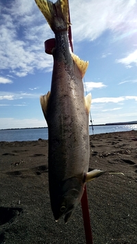 この魚なんですか？サクラマス？カラフトマス？ - カラフトマス... - Yahoo!知恵袋