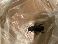 今海沿いでキャンプをしています たまたま足元を通過した虫を捕まえたところ Yahoo 知恵袋