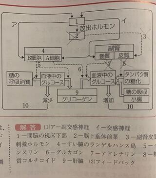 生物基礎図のアが 副交感神経 でイが 交感神経 なのですが な Yahoo 知恵袋