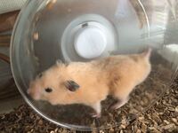 この大きさのゴールデンハムスターにサイレントホイール17は小さいでし Yahoo 知恵袋