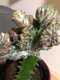 多肉植物のマハラジャが根腐り 茎腐り してしまいました 復活出来る方法は Yahoo 知恵袋