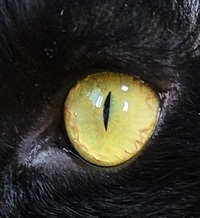 猫の目の中に気泡のようなものを見つけたんですが 放置してても Yahoo 知恵袋