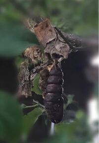 庭の梅の木に 蛹のような物がぶら下がっていました 3 4cmくらいで ぶ Yahoo 知恵袋