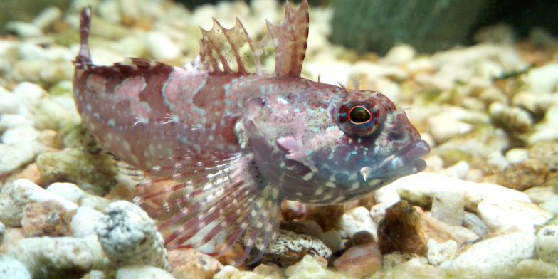 この魚の種類と名前を教えて下さい 海で海藻ごとタモで掬っ Yahoo 知恵袋