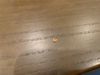 急いでます ニトリで昨日家具2点とどきました ゴキブリが2ひきで Yahoo 知恵袋