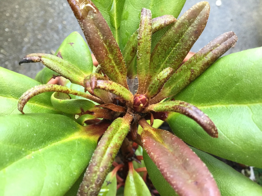 シャクナゲを育てておられるかた教えて下さい 赤星シャクナゲの小苗を春 Yahoo 知恵袋