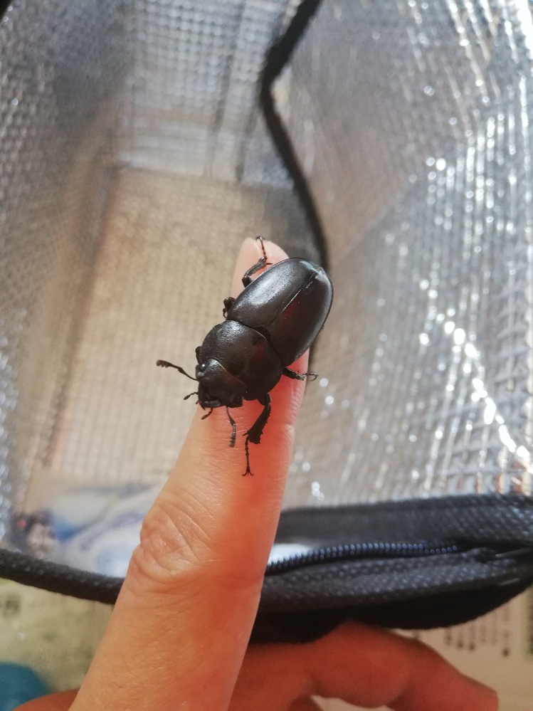 これは コクワガタのメスですか ミヤマクワガタのオスと同じ Yahoo 知恵袋