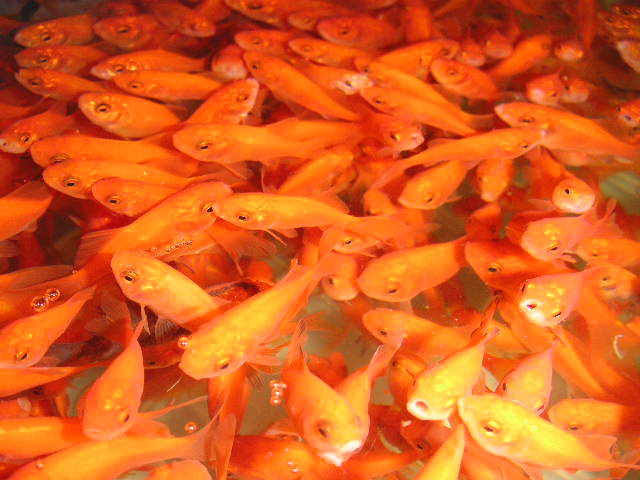 小赤や姉金 金魚すくいの金魚 をペットショップで買って 大切 Yahoo 知恵袋