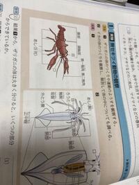 なぜ ザリガニの 体は大きく分けると２つの部分に分けられるんで Yahoo 知恵袋