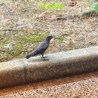 この鳥の名前は何ですか 画像が荒くてすみません 野鳥はほとんど知らないの Yahoo 知恵袋