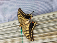 アゲハ羽化後の時間 我が家のアゲハチョウの蛹も順調に蝶に羽化 Yahoo 知恵袋