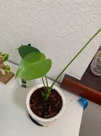 ダイソーで買ってきましたが 観葉植物としか書いてません名前 Yahoo 知恵袋