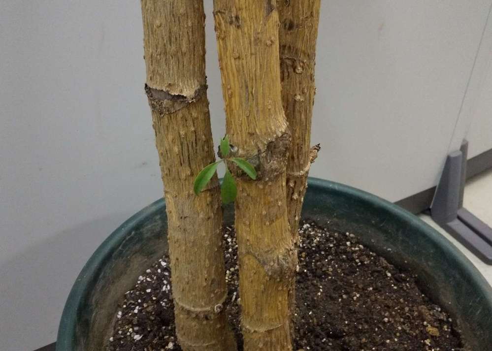 ほぼ枯れている観葉植物です 名前と元気にする方法があれば Yahoo 知恵袋