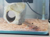 コリドラスジュリーが頻繁に水面ダッシュする種類の違うコリドラスを4 Yahoo 知恵袋