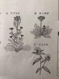 根が 主根 側根 ひげ根 で できている植物の代表例を教えてくだ Yahoo 知恵袋
