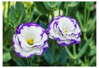 花を色水を吸わせて花に色をつける実験をしました トルコキ Yahoo 知恵袋