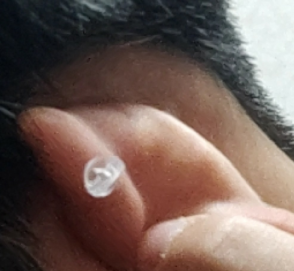 征服 傾斜 寄託 軟骨 透明 ピアス ばれ ない Wcharlestonkiwanis Org