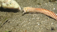 この海の生物の名前を教えてください オニイソメですかね Yahoo 知恵袋