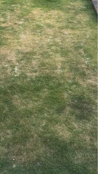 高麗芝が枯れた状態で これ以上水をやっても復活は不可能という 見た目の基準を Yahoo 知恵袋