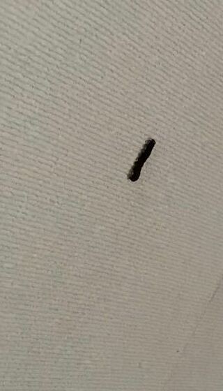 この虫が最近家の中で見かけるのですが これは何の虫ですか 何かの幼虫です Yahoo 知恵袋