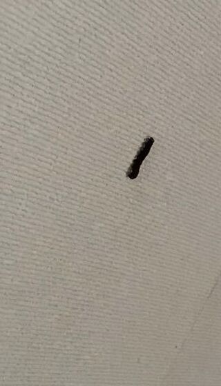 この虫が最近家の中で見かけるのですが これは何の虫ですか 何かの幼虫です Yahoo 知恵袋