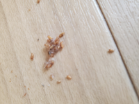 白ゴマのような虫を見つけました 暑さのせいか 自宅の生ゴミの辺りに 白 Yahoo 知恵袋