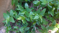 10年前に鉢植えのトラディスカンティアライムを庭先に植えたら毎年葉っぱが Yahoo 知恵袋