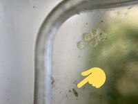 メダカ水槽害虫 メダカの水槽に見た事の無い小昆虫がいました Yahoo 知恵袋