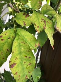 アオダモが枯れ気味です 1カ月ほど前に植えたアオダモが枯れて来ました Yahoo 知恵袋