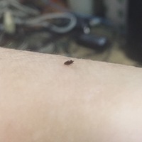 この虫の正体はなんですか 最近 この虫にあちこち刺されて困っています 刺 Yahoo 知恵袋