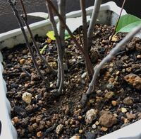 ナフコで売っている花と野菜がグングン育つ培養土というやつを買いました Yahoo 知恵袋