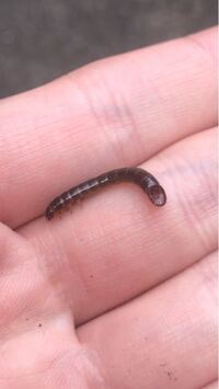 これはなんという生き物ですか 触るとミミズのようにバタバタッと動き Yahoo 知恵袋