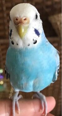 こんにちは 最近飼っているセキセイインコの鼻が急に薄い青 Yahoo 知恵袋