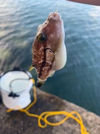 なんて魚ですか 食べれますか キタマクラ食べるのも 触るのもかなり Yahoo 知恵袋