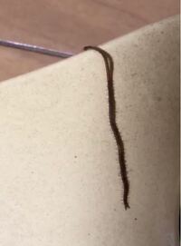 ヒルのようなミミズのような虫について教えてください ミミズより赤い色で細くて長 Yahoo 知恵袋